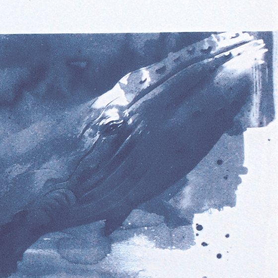 Cyanotype_22_A2_42X60 cm_Whale