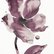 Wild Rose No. 16 by Elizabeth Becker