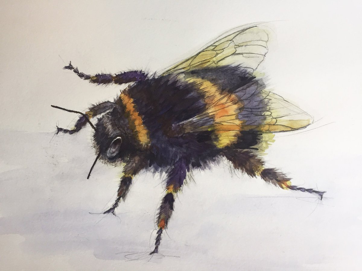 bumble bee by Alison Brodie