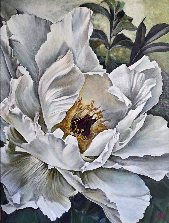 Morning peony