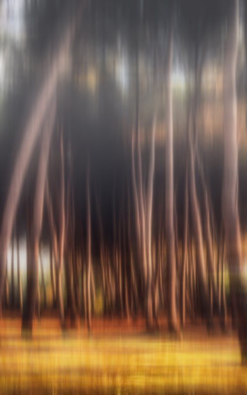 Shimmering pines by Karim Carella