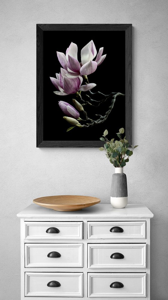 Blooming Magnolias