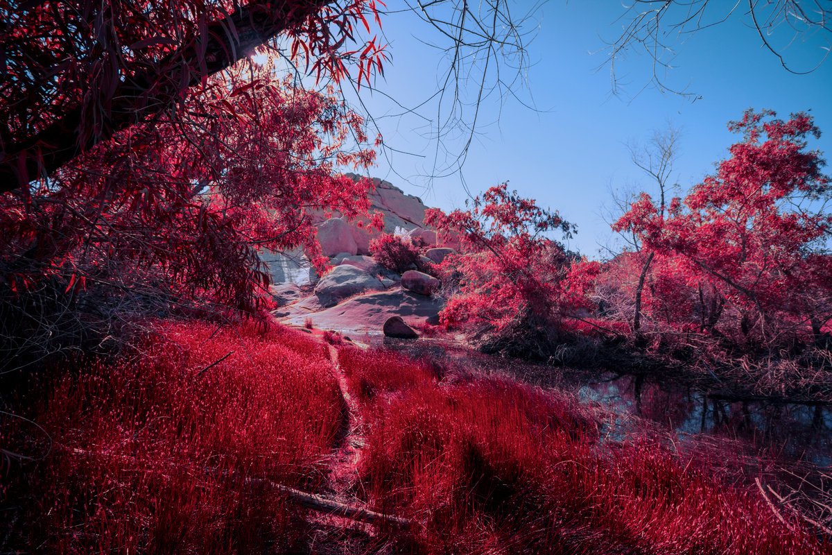 Joshua Tree in red, Barker Dam by Mark Hannah