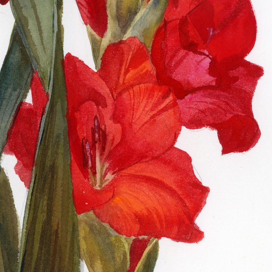 Red gladiolus