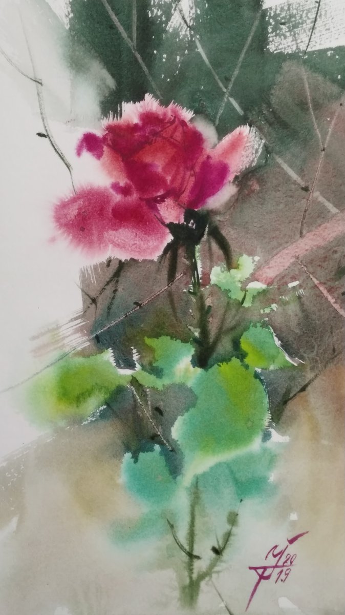 Rose by Igor Trokhymenko