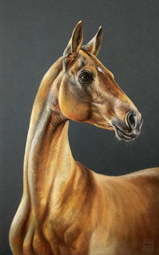 Golden Horse Akhal Teke original drawing