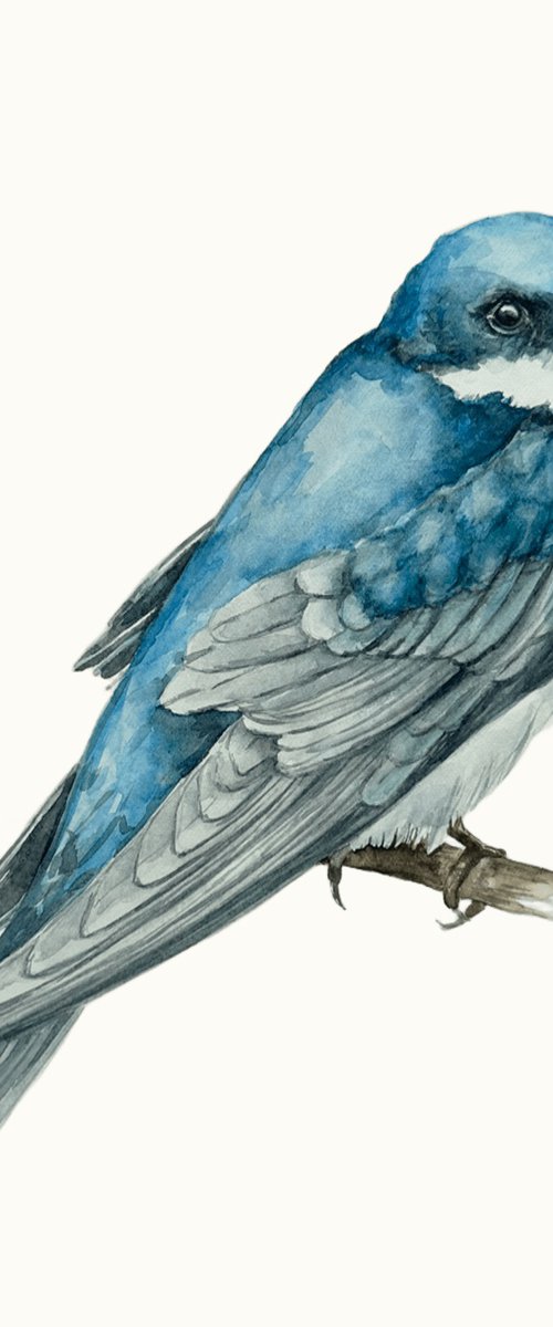 Tree Swallow –  Watercolor Bird Painting by Oksana Shvachka