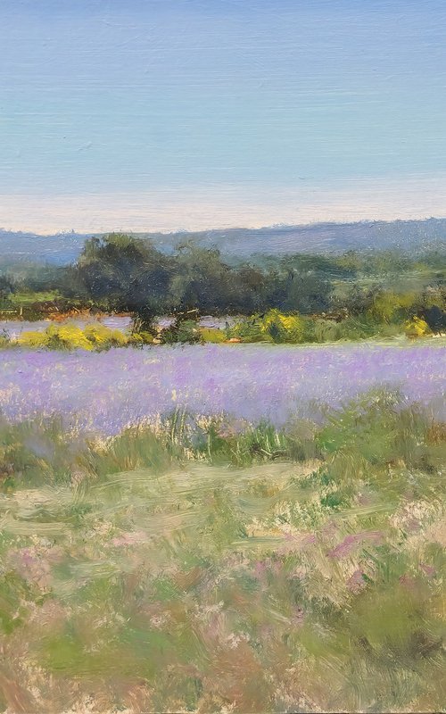 Lavender Fields and Brooms by Pascal Giroud