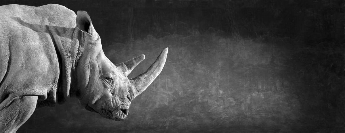 White Rhino Head by Lindsay Robertson