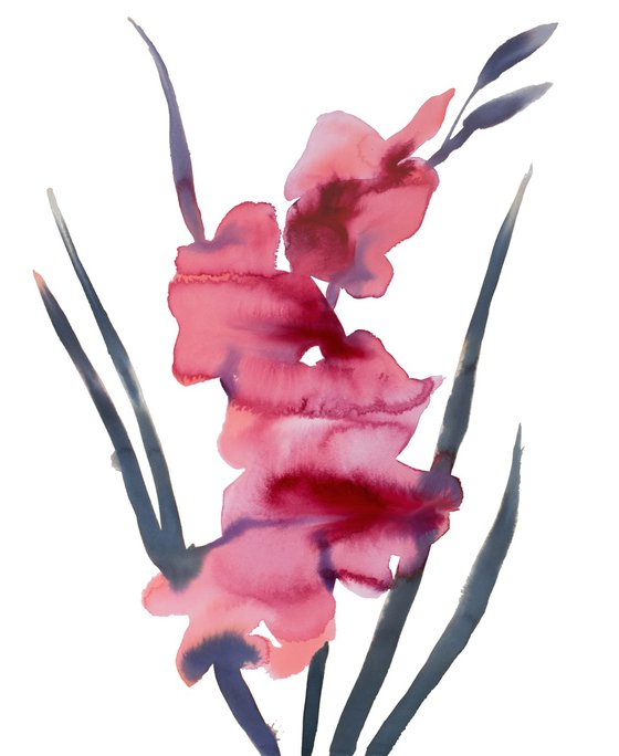 Gladiolus No. 3