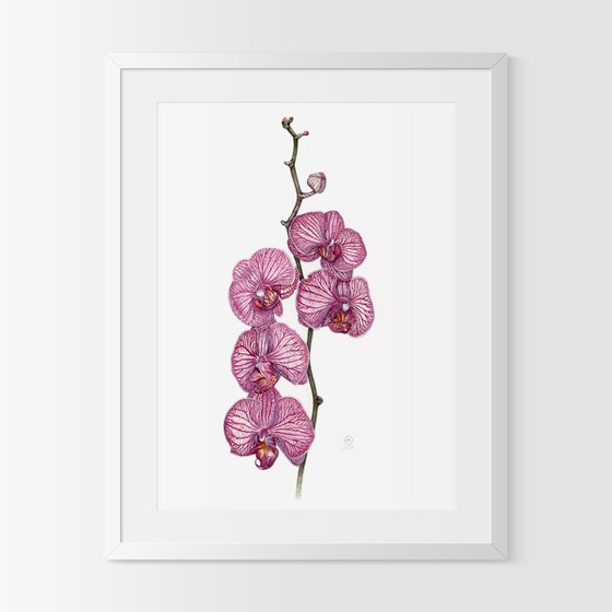 Purple Orchid