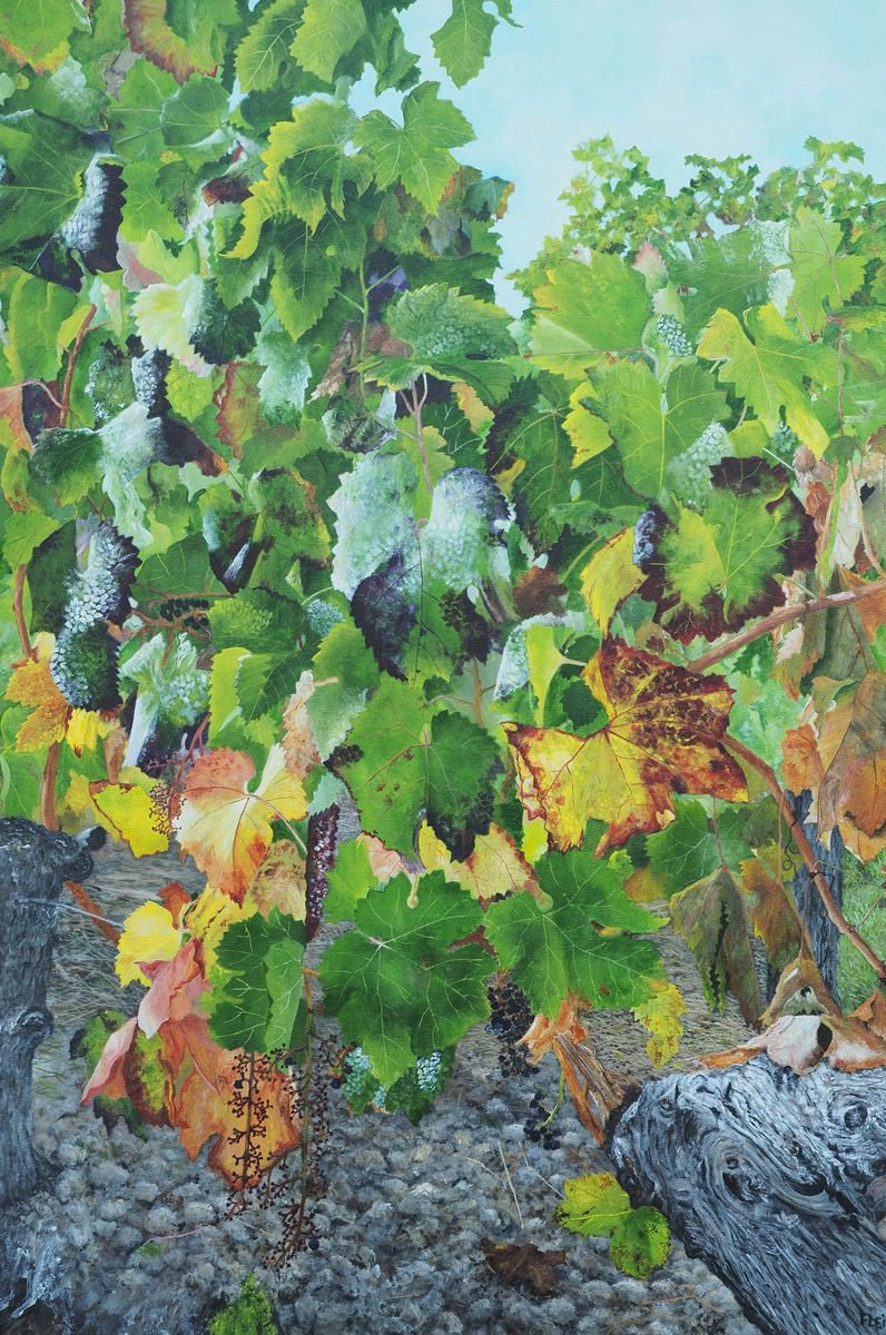 Bordeaux Vineyard 7 By Steven Fleit, 24 X 36, Artwork For Sale On Artfinder