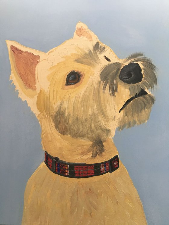 TOBY - WEST HIGHLAND TERRIER
