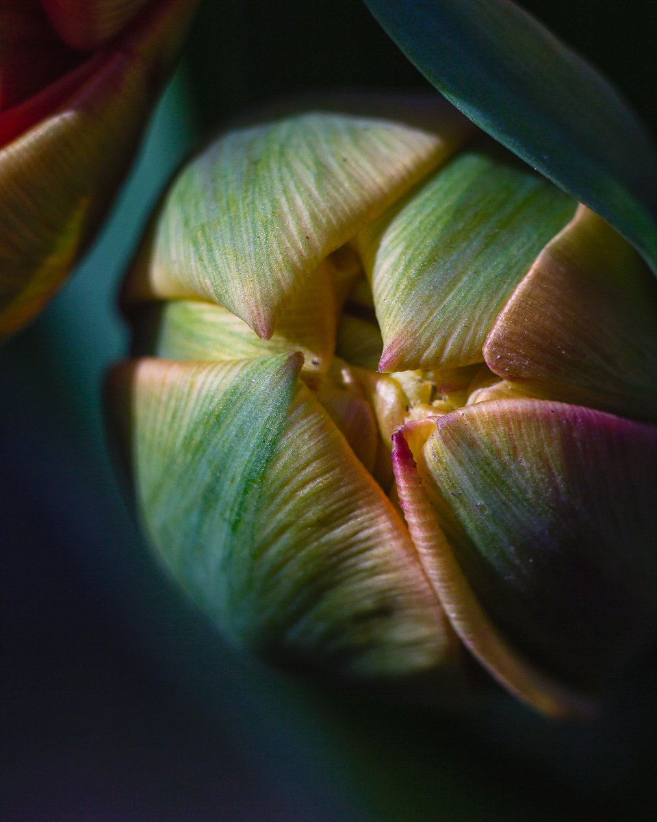Tulip. Light. Love - macro photo of tulip, aquamarine, green, yellow. by Inna Etuvgi