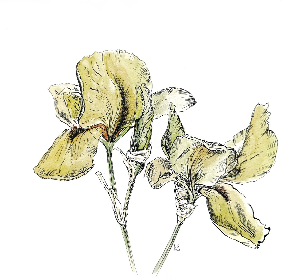 Illustrative Botanical Ink Drawing By Julia Gorislavska, 8 X 8", Yellow Irises, Original Artwork