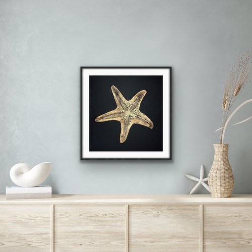 Starfish Linocut by Amy Cundall