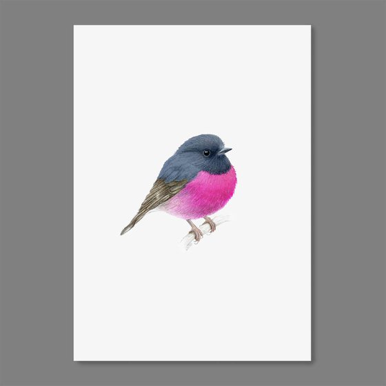 Pink Robin