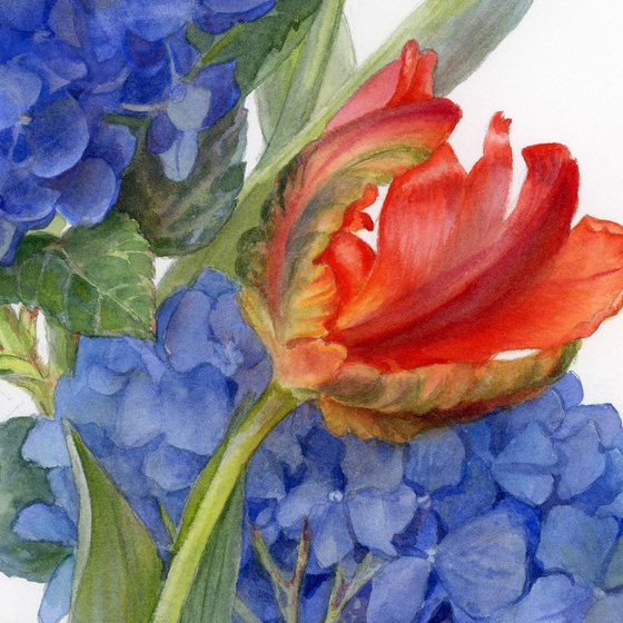 Hydrangea and Tulips