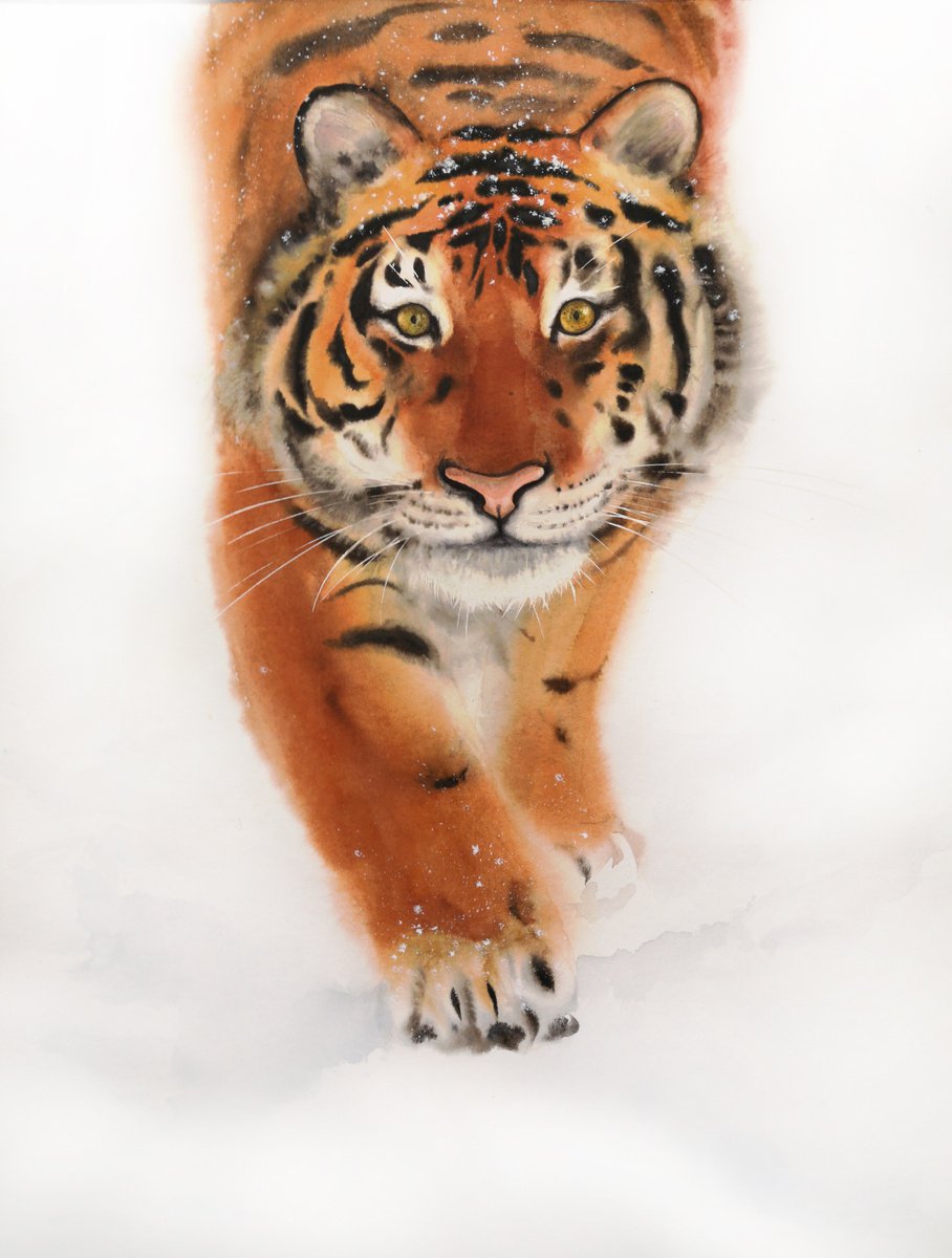 Tiger is Coming - Tiger in the Snow - Siberian Tiger - Amur tiger by Olga Beliaeva Watercolour