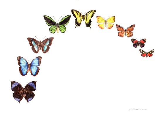 Butterfly Rainbow