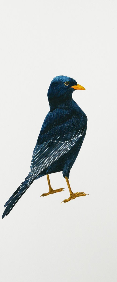 Blackbirds back by Karina Danylchuk