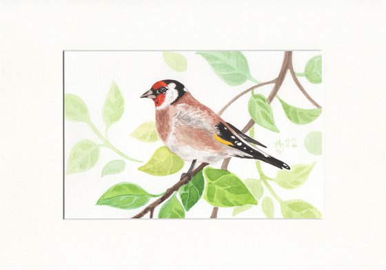 Wild nature - goldfinch