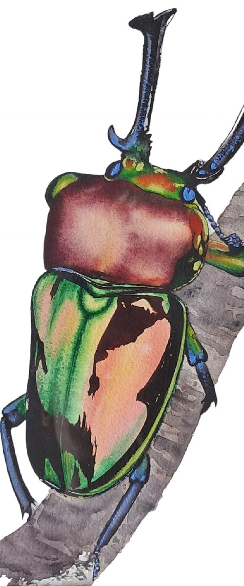Rainbow King Magnificenza Mueller's stag beetle Phalacrognathus muelleri by Yuliia Sharapova