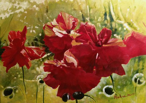 Poppies Blooming by Rimas Nakrasas