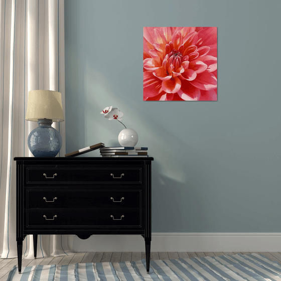 Radiant Bloom. Red Dahlia