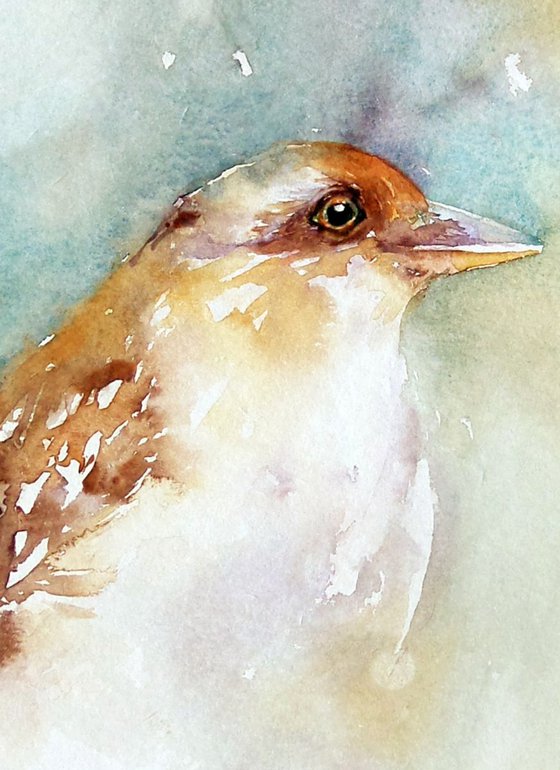 Brown Bird Portrait