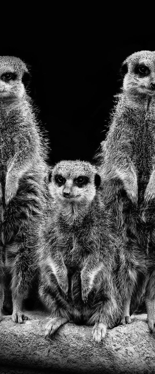 3 Meerkats by Paul Nash