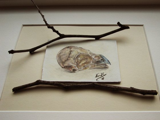 Skull of sparrow from series "Skylls - flying skulls"