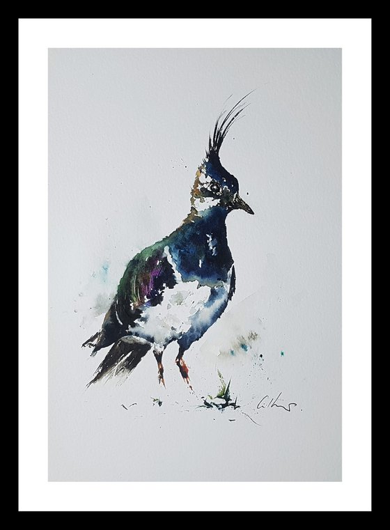 A Lapwing.