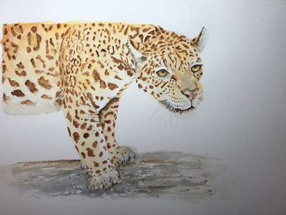 Jaguar