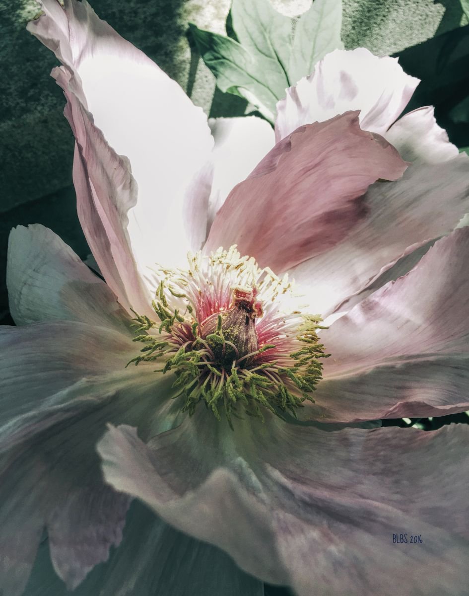 Tree Peony by Barbara Storey
