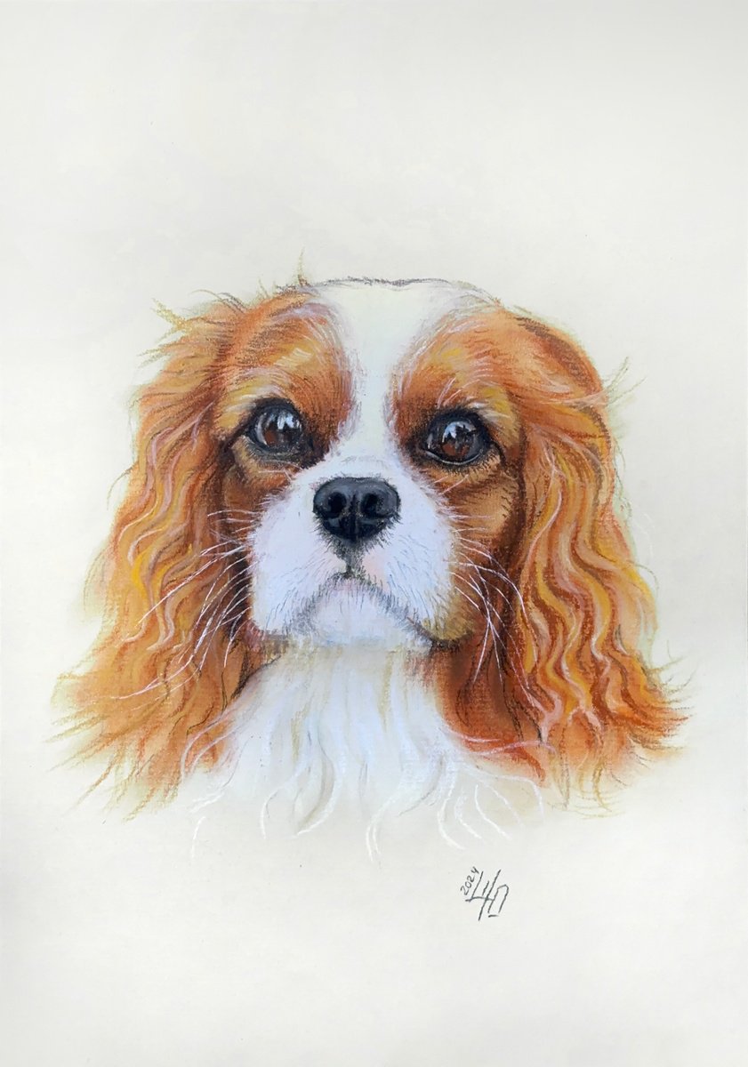 Photorealistic Animal Pastel Drawing By Julia Shilo, 8 X 11", Gentle Cavalier King Charles Spaniel Portrait, Original Artwork
