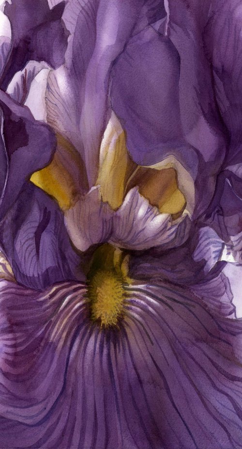 purple iris watercolor floral by Alfred  Ng