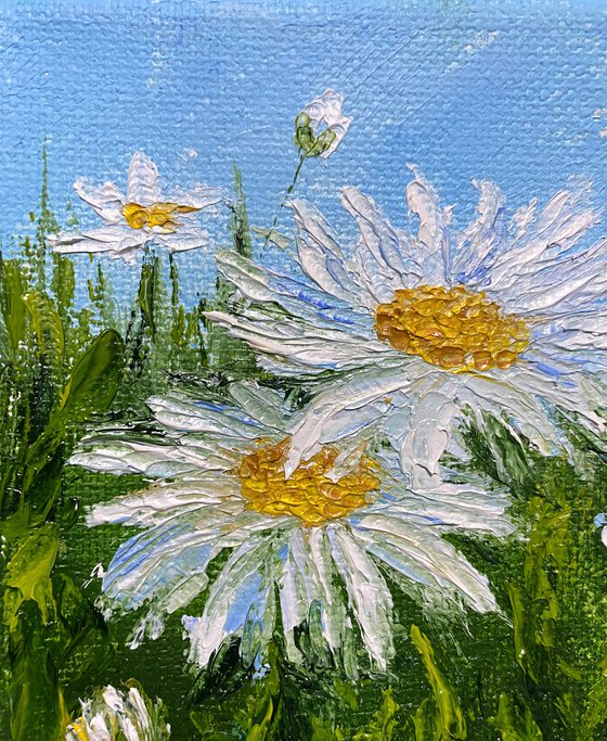 Small daisies