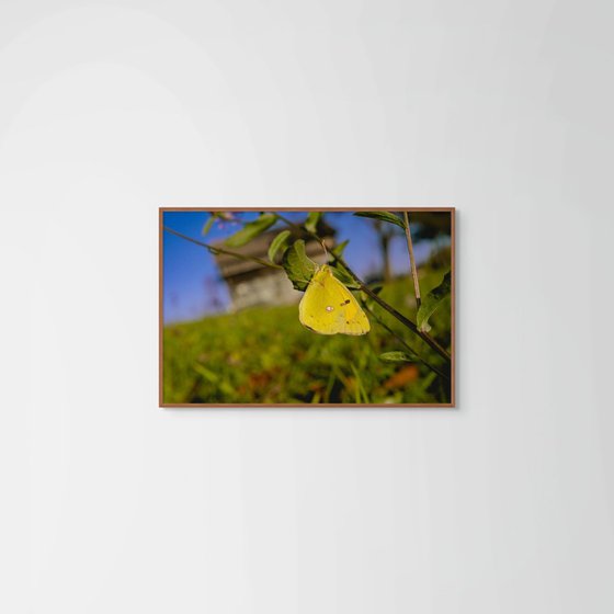 Hello Yellow