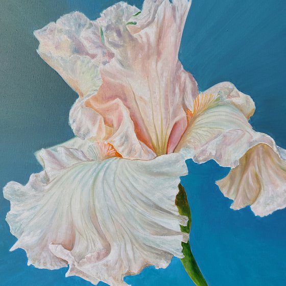 Iris