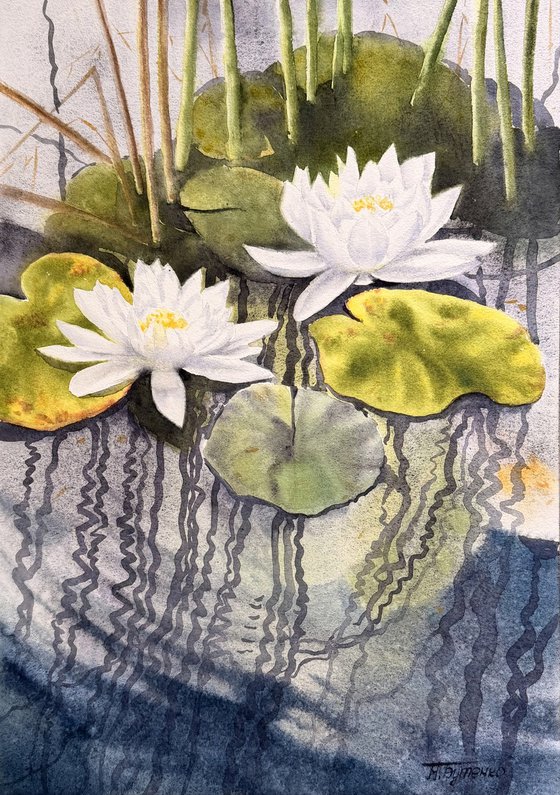 White water lilies \ Reflections