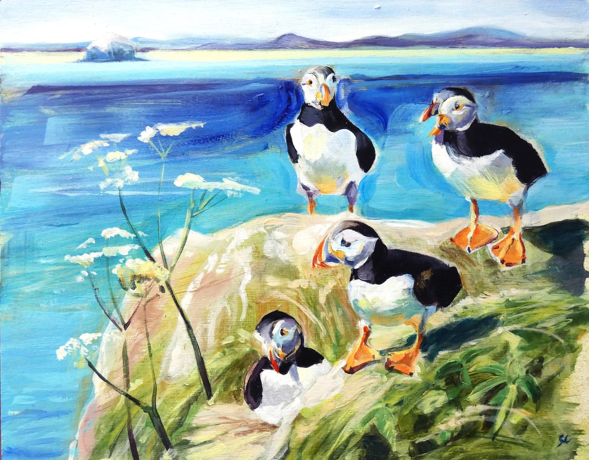 Puffins, Isle of May (Framed) by Sheila Chapman