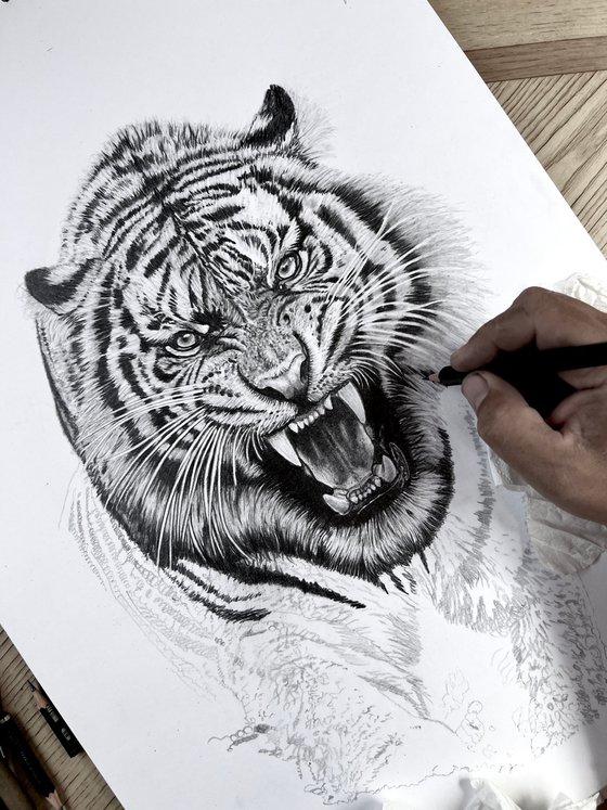 Jungle Tiger