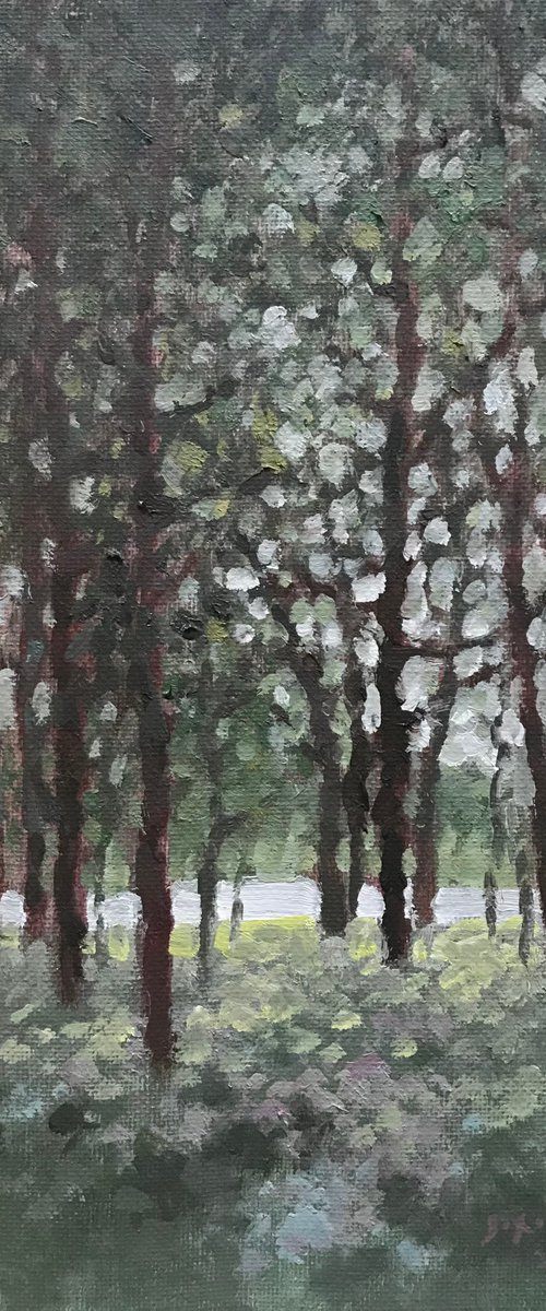 Lights dancing in the woods by Jixiang Dong
