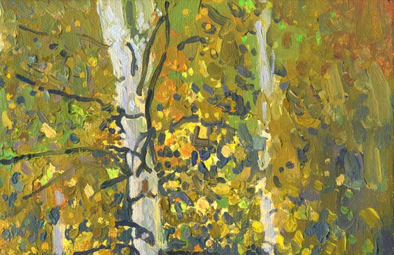Birch trees at sunset in September
