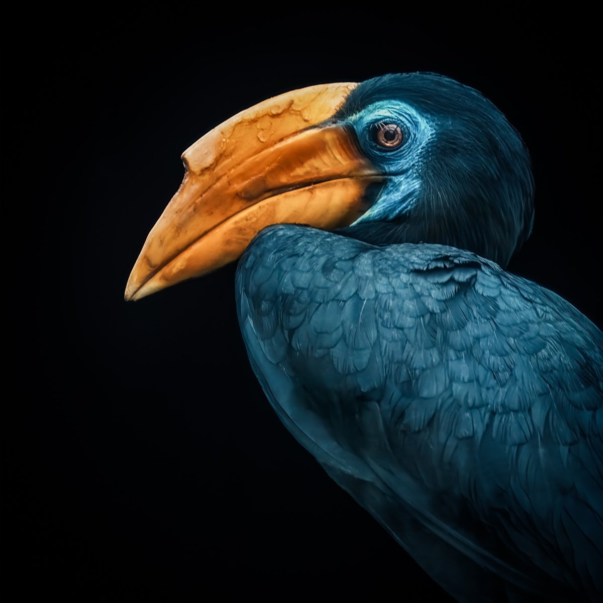 Animal Photograph By Paul Nash, 16 X 24", Blue And Yellow Hornbill, Original Artwork