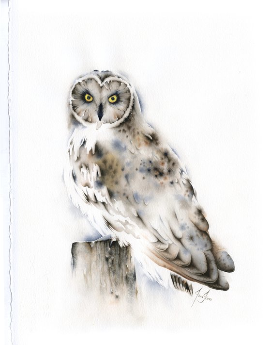 Owl