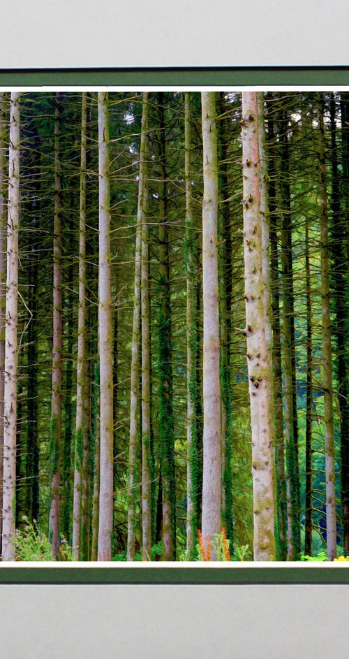 Forest by Robin Clarke