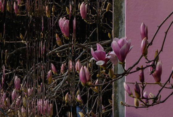 The magnolia is blooming