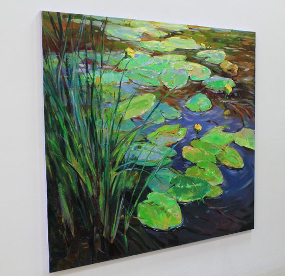 Water lilies pond